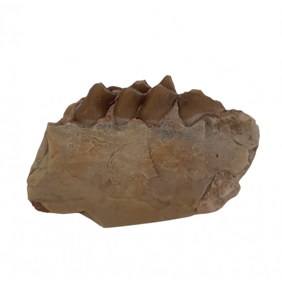 Leptomeryx evansi (jaw)