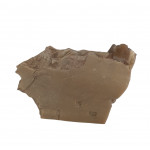 Leptomeryx evansi (jaw)