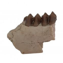 Leptomeryx evansi (jaw)