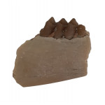 Leptomeryx evansi (jaw)