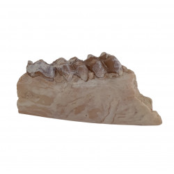 Leptomeryx evansi (jaw)