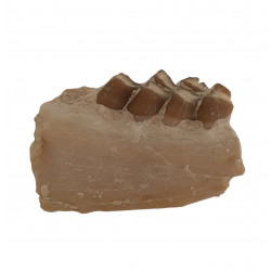 Leptomeryx evansi (jaw)