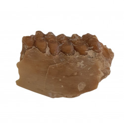 Leptomeryx evansi (jaw)