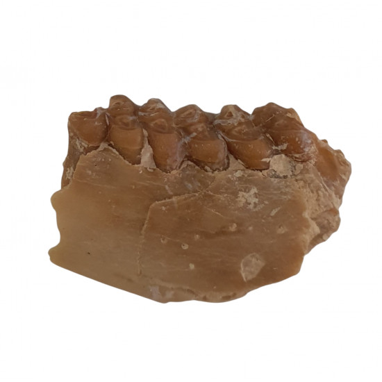 Leptomeryx evansi (jaw)