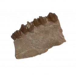 Leptomeryx evansi (jaw)