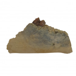 Merycoidodon culbertsoni (jaw)