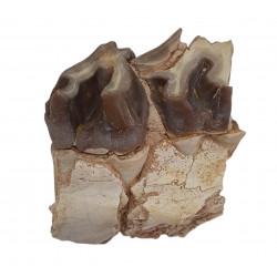 hyracodon nebraskensis (jaw)