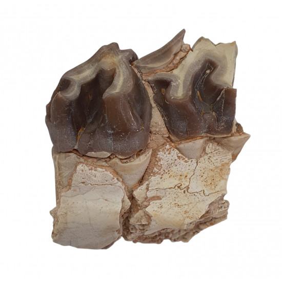 hyracodon nebraskensis (jaw)