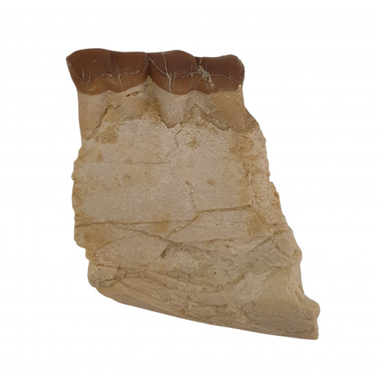 hyracodon nebraskensis (jaw)