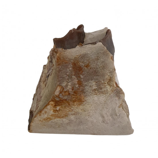 hyracodon nebraskensis (jaw)