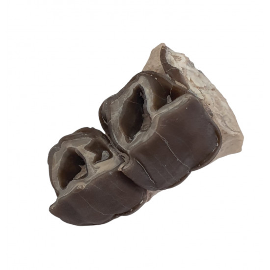 hyracodon nebraskensis (jaw)