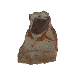 hyracodon nebraskensis (jaw)