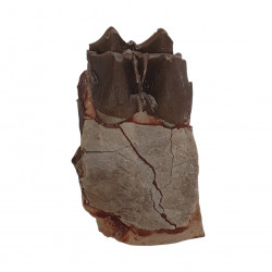 hyracodon nebraskensis (jaw)