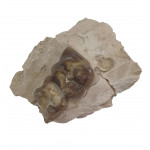 Perchoerus platyops (jaw)