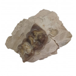 Perchoerus platyops (jaw)