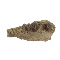 Merycoidodon culbertsoni (jaw)