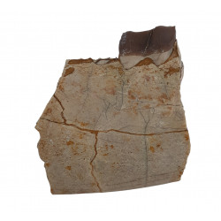 hyracodon nebraskensis (jaw)