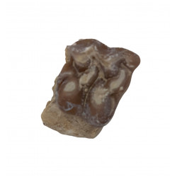 Merycoidodon culbertsoni (jaw)