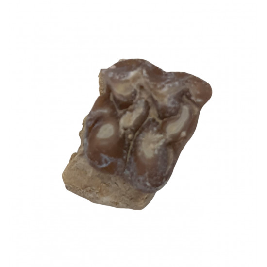 Merycoidodon culbertsoni (jaw)