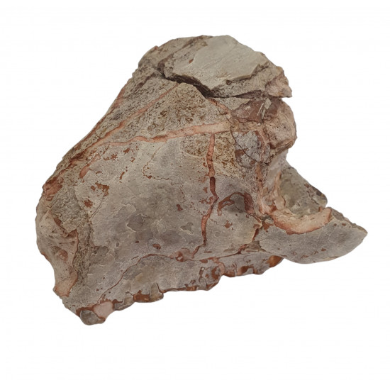 Merycoidodon culbertsoni (jaw)