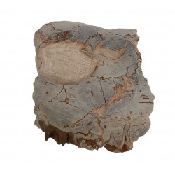 Merycoidodon culbertsoni (jaw)