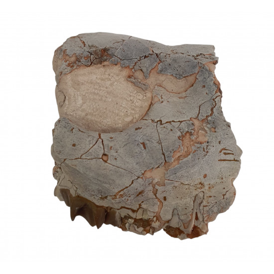 Merycoidodon culbertsoni (jaw)