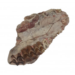 Merycoidodon culbertsoni (jaw)