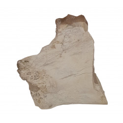 Merycoidodon culbertsoni (jaw)