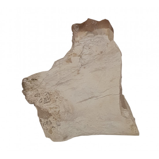 Merycoidodon culbertsoni (jaw)