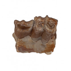 Merycoidodon culbertsoni (jaw)