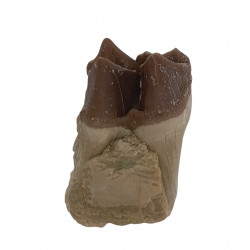 hyracodon nebraskensis (jaw)