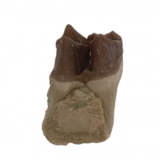 hyracodon nebraskensis (jaw)