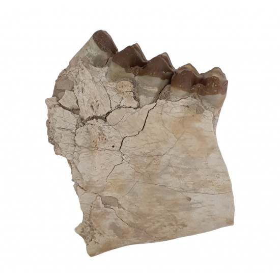 Merycoidodon culbertsoni (jaw)