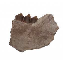 Merycoidodon culbertsoni (mandibule)