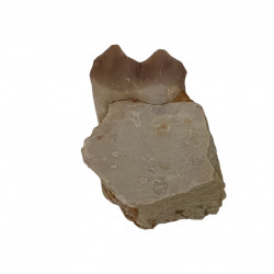 Merycoidodon culbertsoni (jaw)