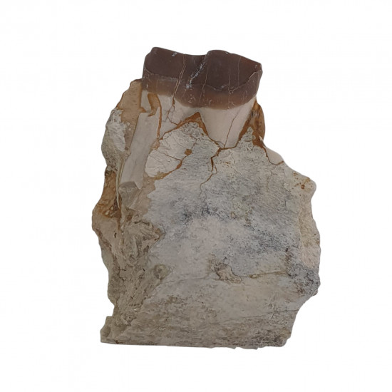 hyracodon nebraskensis (jaw)