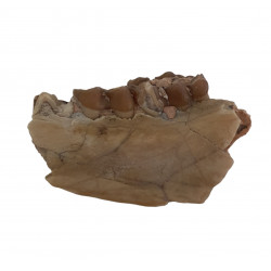 Leptomeryx evansi (jaw)