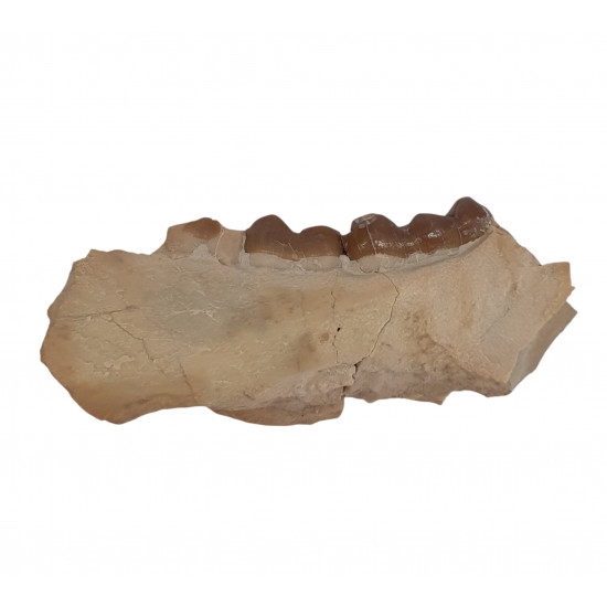 Perchoerus platyops (jaw)