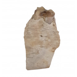 hyracodon nebraskensis (jaw)