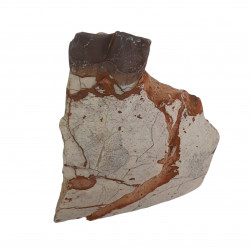 hyracodon nebraskensis (jaw)