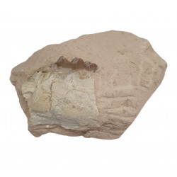 Merycoidodon culbertsoni (mandibule)