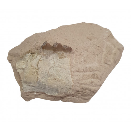 Merycoidodon culbertsoni (jaw)