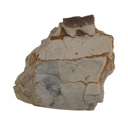 hyracodon nebraskensis (jaw)