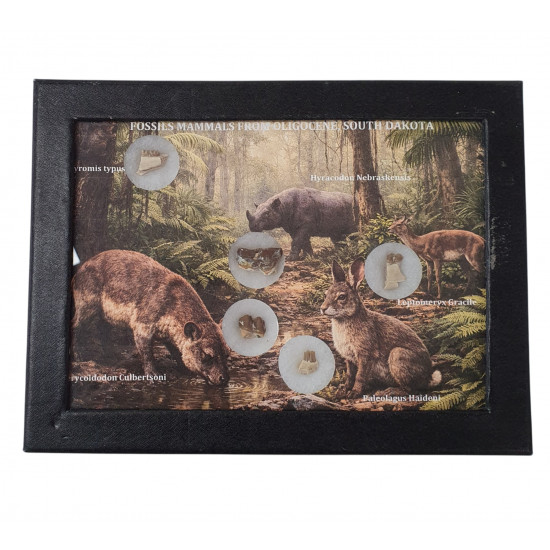 South dakota fossil mammal collection