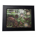 Collection de fossiles de mammiferes du dakota du sud