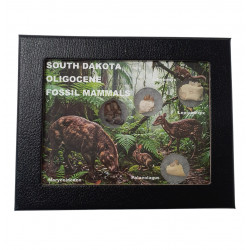South dakota fossil mammal collection