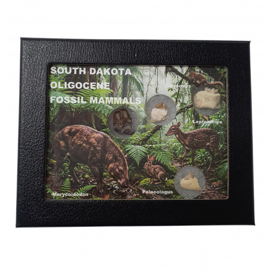 South dakota fossil mammal collection