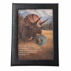 triceratops horridus (tooth)