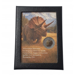 triceratops horridus (tooth)