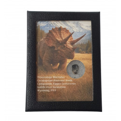triceratops horridus (tooth)